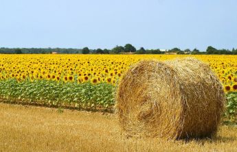 Сельское Хозяйство Сельское Хозяйство