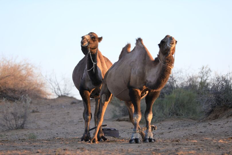 Почувствовать себя путником древнего торгового каравана можно в Узбекистане, если отправиться в необычный и увлекательный тур на верблюдах